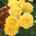 SPARKLE AND SHINE - Image 2