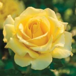 SPARKLE AND SHINE - Image 3