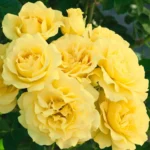 SPARKLE AND SHINE - Image 4