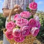 FASHION FORWARD - Image 2