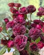 JUCY BLACK JADE - Image 7