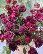 JUCY BLACK JADE - Image 10