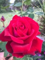 RED 'N FRAGRANT - Image 5
