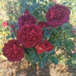 MARSALA GRANDIROSA - Image 4