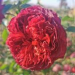 MARSALA GRANDIROSA - Image 6