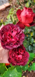 MARSALA GRANDIROSA - Image 3