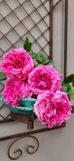  - Image 6