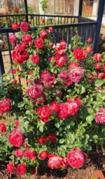 MARSALA GRANDIROSA - Image 5