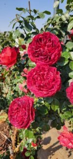 MARSALA GRANDIROSA - Image 8