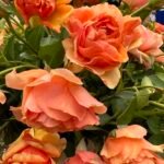 ROSA HOMEOPATICA