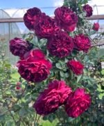 MARSALA GRANDIROSA - Image 2