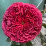 MARSALA GRANDIROSA