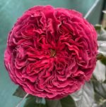 MARSALA GRANDIROSA