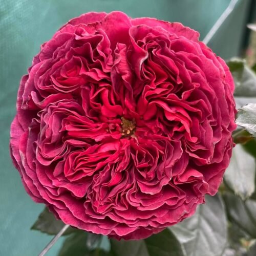 MARSALA GRANDIROSA