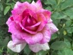 ANTIQUE AFFAIR - Image 2