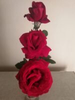 RED 'N FRAGRANT - Image 4