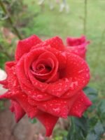RED 'N FRAGRANT - Image 6