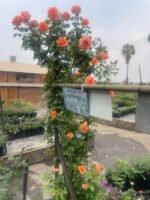 PAPAYA PANAROSA - Image 7
