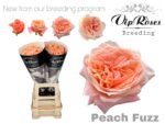 PEACH FUZZ - Image 2