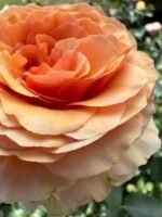 ROSA HOMEOPATICA - Image 2