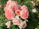 ALYSIUM FIELDS - Image 2