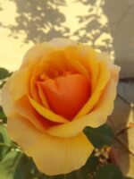 ROSA HOMEOPATICA - Image 5
