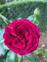 COUNT DRACULA - Image 2