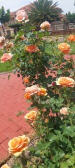 ROSA HOMEOPATICA - Image 3