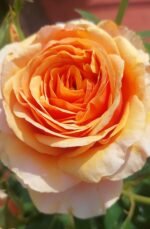 ROSA HOMEOPATICA - Image 4