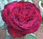 MARSALA GRANDIROSA - Image 7
