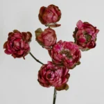 PRINCESS PINKU - Image 4