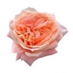 PEACH FUZZ - Image 4