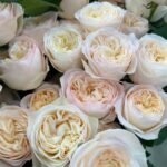 ROYAL ROMANCE