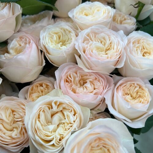 ROYAL ROMANCE