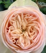 ROYAL ROMANCE - Image 3
