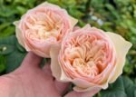 ROYAL ROMANCE - Image 2