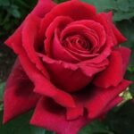 RED 'N FRAGRANT