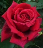 RED 'N FRAGRANT