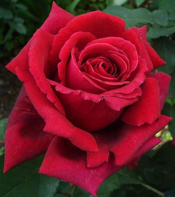 red-n-fragrant RED 'N FRAGRANT - Image 1