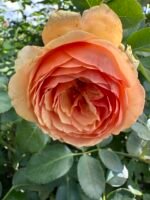 ROSA HOMEOPATICA - Image 6
