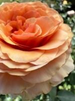 ROSA HOMEOPATICA - Image 7