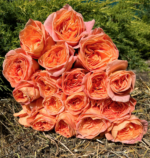 PEACH FUZZ - Image 5