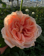 PEACH FUZZ - Image 6