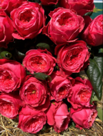 BACHELOR