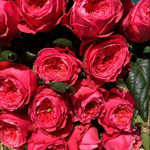 BACHELOR