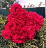 BACHELOR - Image 2