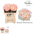 ROYAL ROMANCE - Image 4