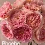 PHOEBE