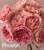 PHOEBE