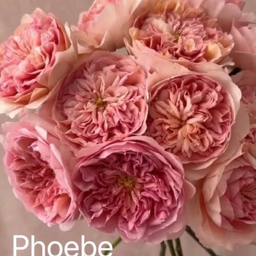 PHOEBE